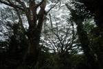 Manoa park
