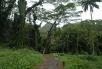 Calvin in Manoa park