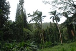Manoa park